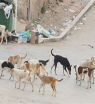 اگول.. ألا من مكافحة رحيمة للكلاب الضالّة؟!