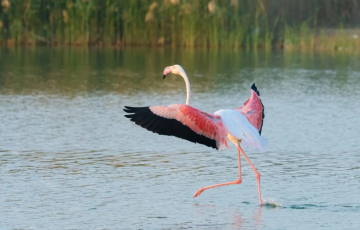 ألف طير ضحية خلال شهر.. الصيد الجائر يفتك بالطيور المهاجرة وتحذيرات من انقراض 16 نوعاً