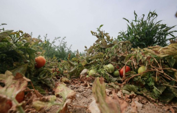 العراق على أعتاب صيف قاس.. شح المياه وزيادة العواصف الترابية يهددان الزراعة والاقتصاد