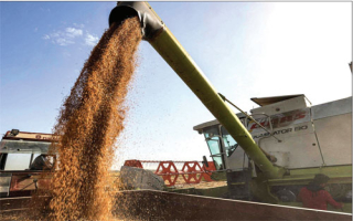 من حقول الاكتفاء إلى بوابة الاستيراد.. كيف خسر العراق بذور الحنطة المحلية؟